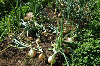 Kost Farm