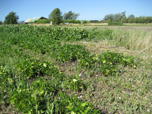 Pinto Beans at Sunbow Farm