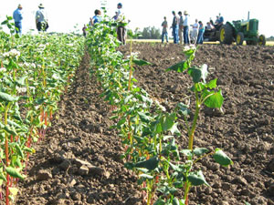 Buckwheat at Ground Level