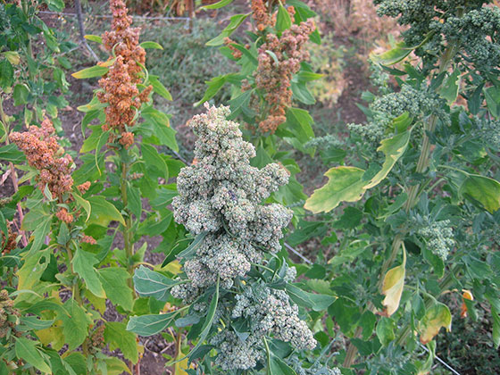 Quinoa Test Plot