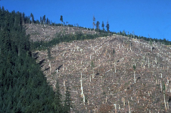 Clear Cut Slope