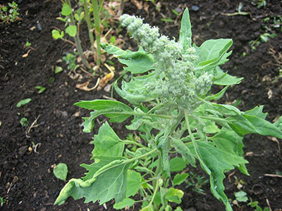 Tour of Compost Site