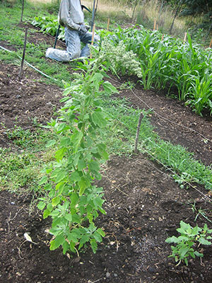 Tour of Compost Site