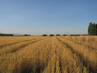 Combines on the Oregon Horizon