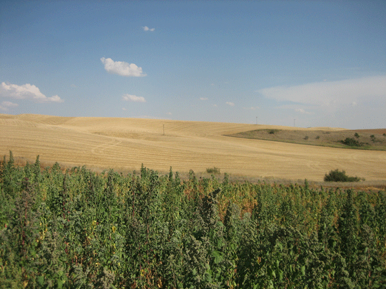 Quinoa in Pullman