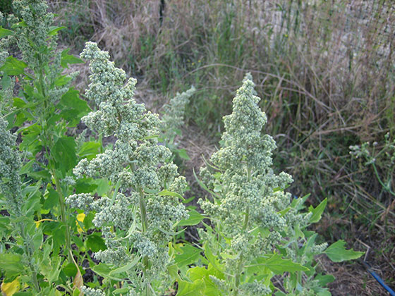 Quinoa Test Plot