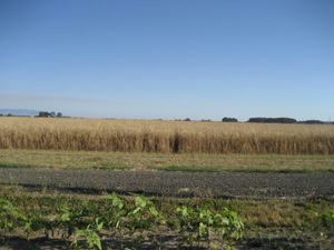 Field of Wheat